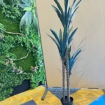 Árbol sisal
