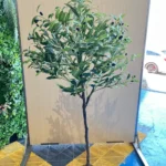 Árbol olivo grande