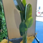 Árbol bananero pequeño