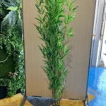 Árbol bamboo